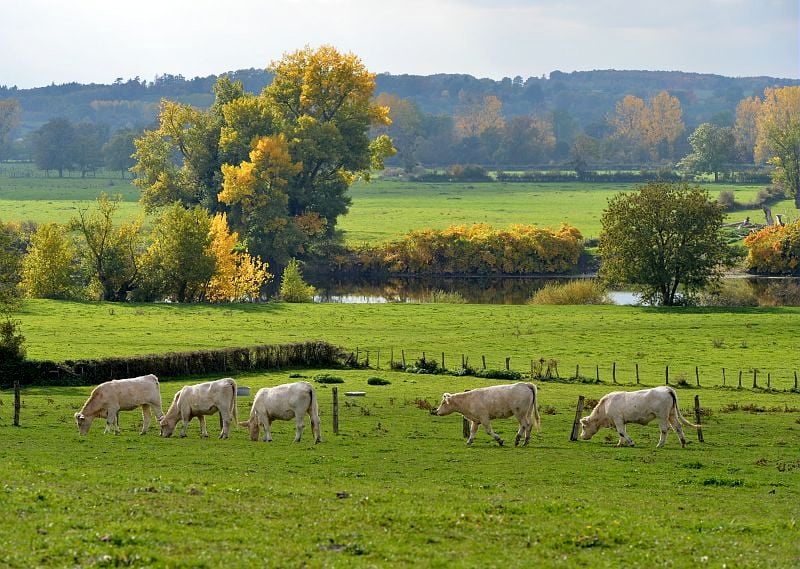 Baugy : paysage des bords de Loire et bœufs charolais - Saône-et-Loire Tourisme